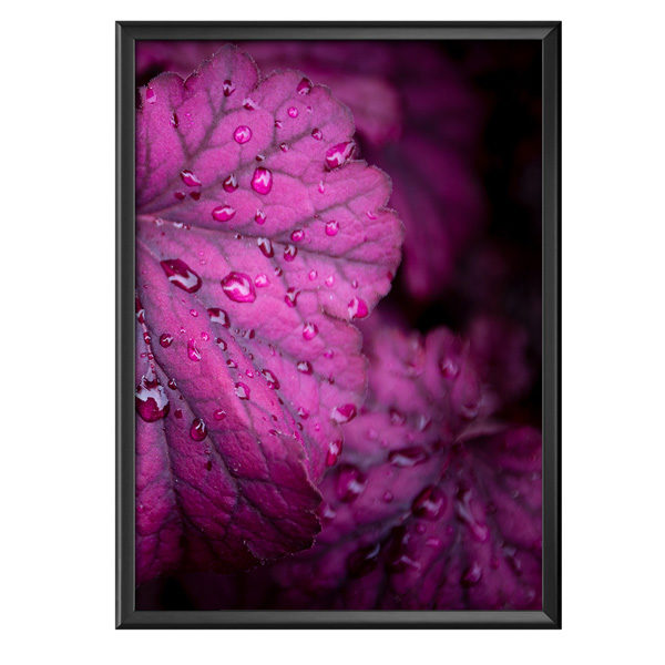 Plakat żurawka heuchera różowa po deszczu