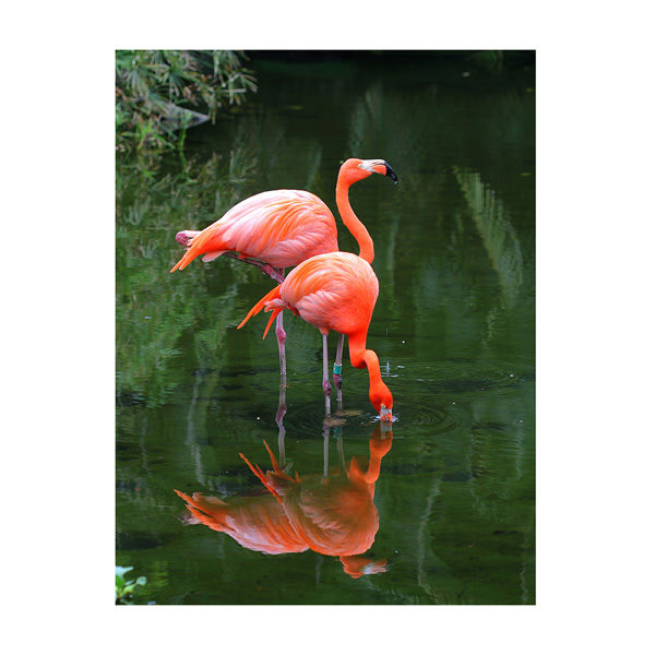 flamingi w wodzie