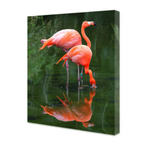 Obraz na płótnie pionowy flamingi w wodzie