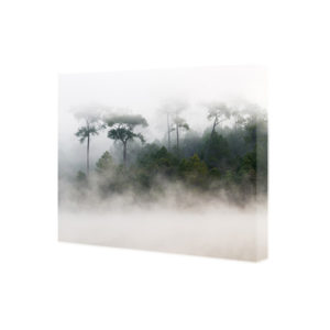 Obraz na płótnie mgła nad lasem sosnowym