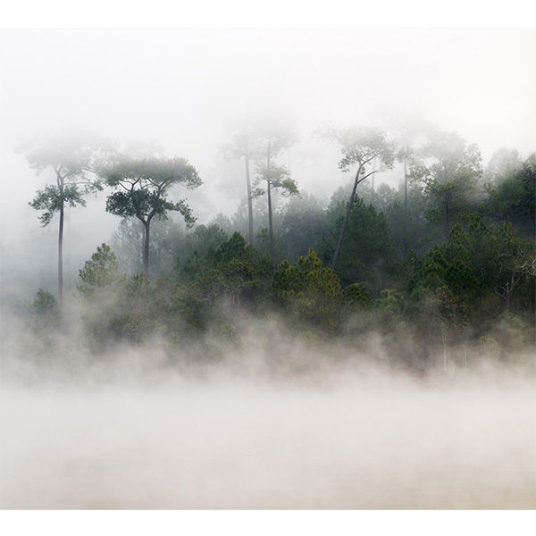 Obraz mgła nad lasem sosnowym