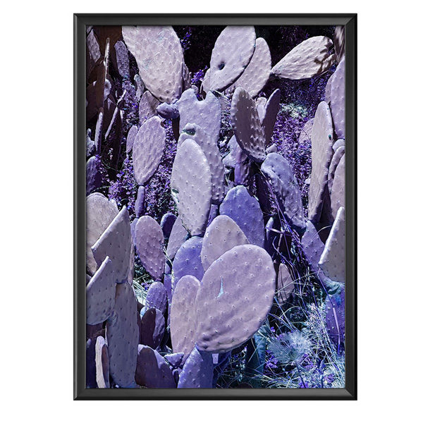 Plakat fioletowe kaktusy