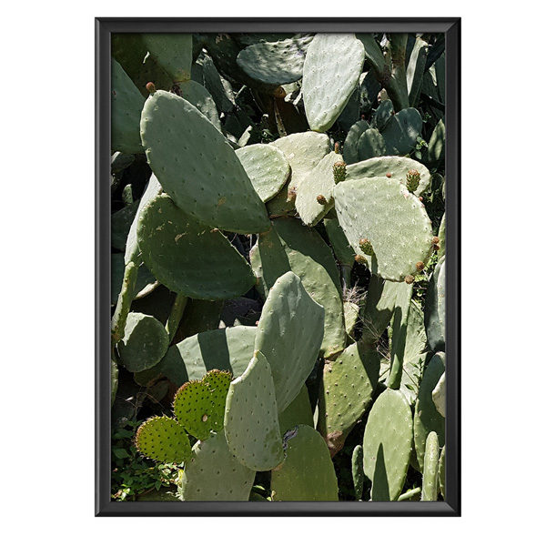 Plakat greckie kaktusy
