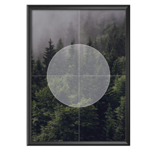 Plakat świerkowy las we mgle