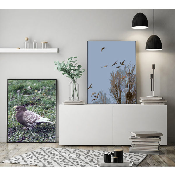 Plakat gołębie w locie oraz Plakat brązowy gołąb na trawiewizualizacja