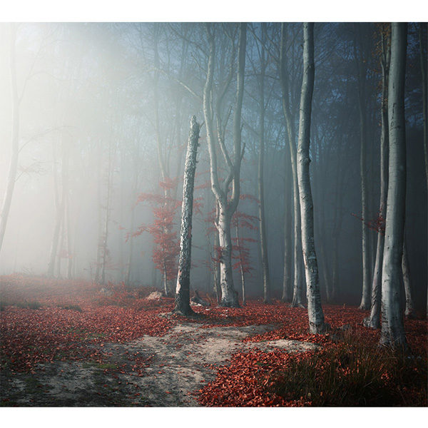 Obraz światło przedzierające się przez mgle w jesiennym lesie