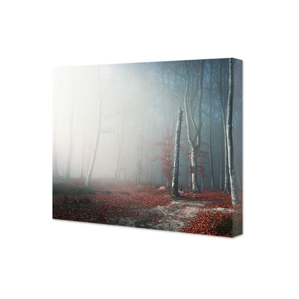 Obraz na płótnie światło przedzierające się przez mgle w jesiennym lesie