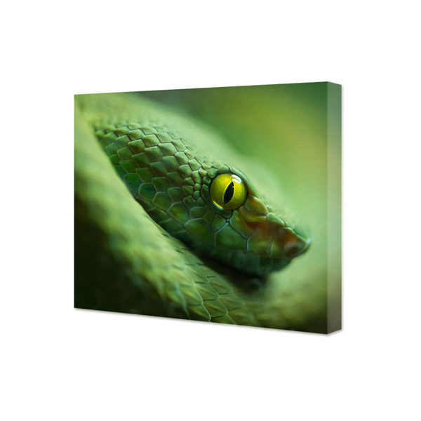 Obraz na płótnie zielony wąż